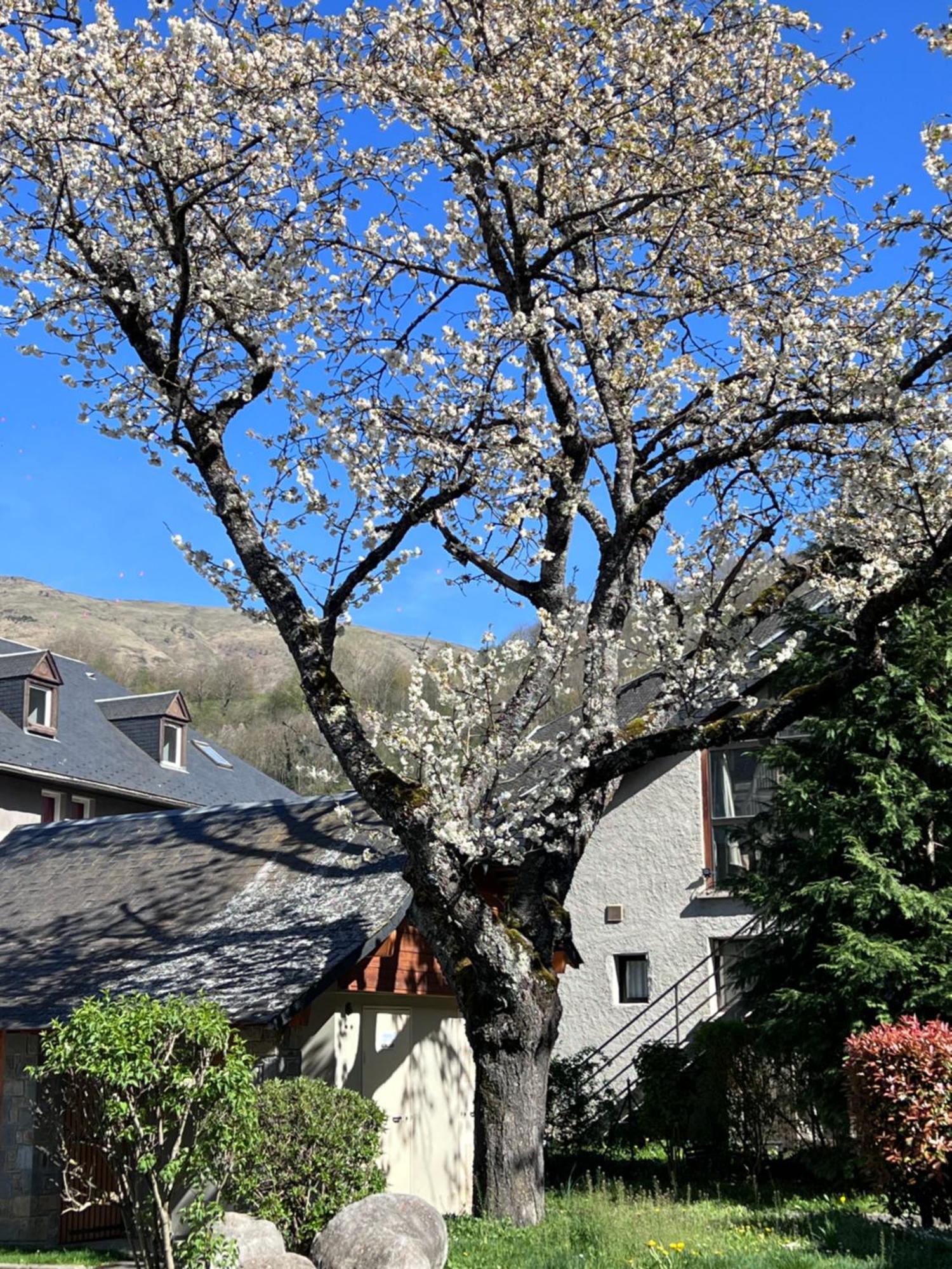 Apparts Au Coeur De St-Lary - Piscine Chauffee Et Sauna سانت لاري سولون المظهر الخارجي الصورة